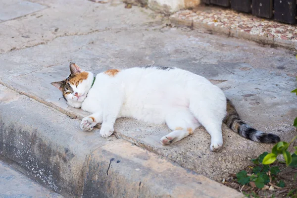 El concepto de la obesidad - el gato blanco gordo perezoso en la calle — Foto de Stock