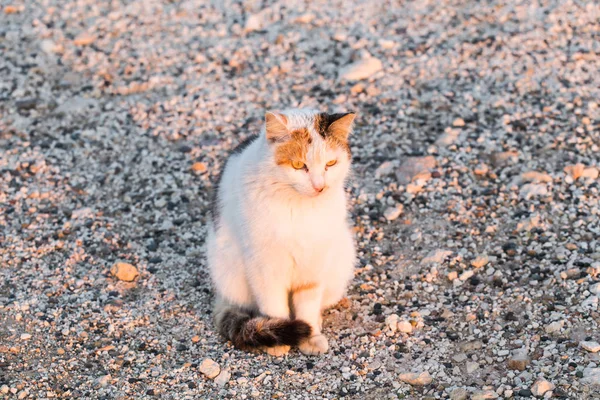 Концепция бездомных животных - бродячая кошка на улице — стоковое фото