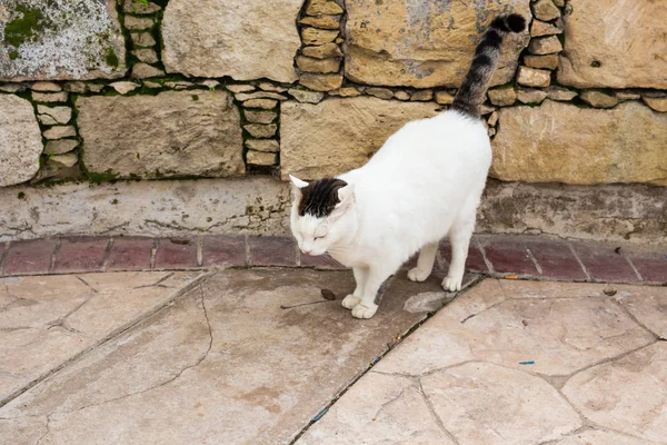 Begreppet hemlösa djur - Stray cat på gatan — Stockfoto