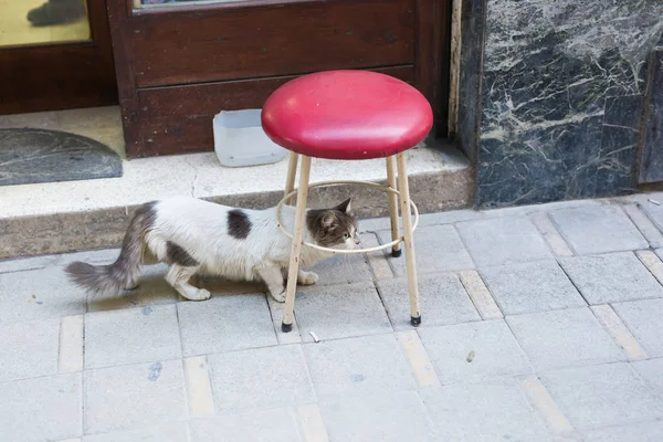 在大街上流浪猫的无家可归的动物-概念 — 图库照片