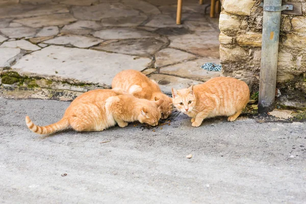 Gatos callejeros comiendo comida - Concepto de animales sin hogar — Foto de Stock