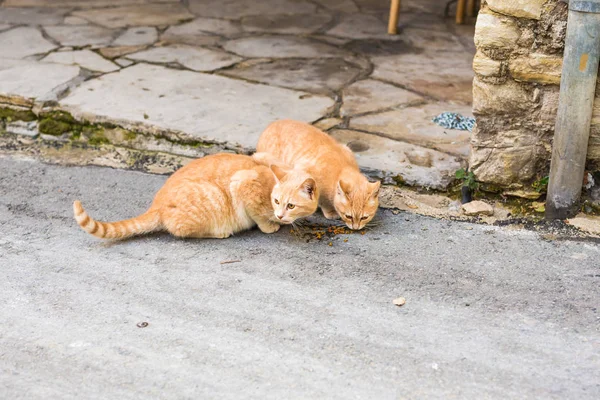 Gatos callejeros comiendo comida - Concepto de animales sin hogar — Foto de Stock