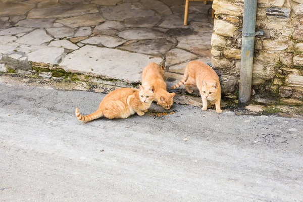 Pouliční kočky jíst potraviny - pojmu bezdomovec zvířat — Stock fotografie