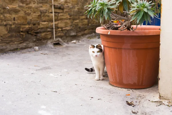无家可归的动物的概念-在街上流浪可爱的猫 — 图库照片