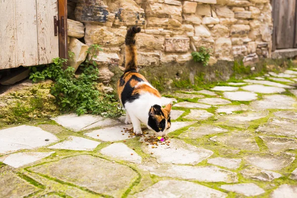 Ulicy kotów jedzenie - koncepcja bezdomnych zwierząt — Zdjęcie stockowe