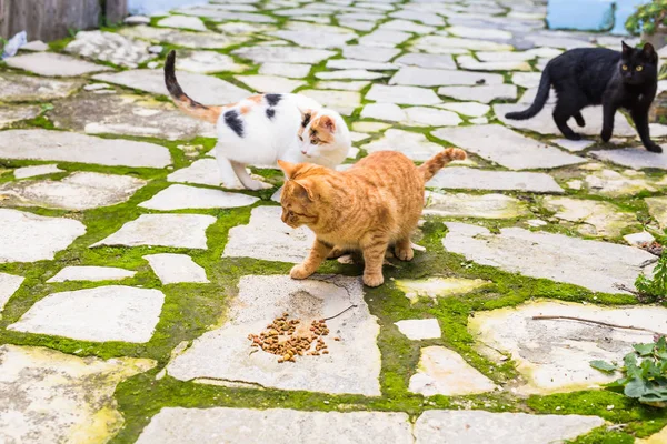 Pouliční kočky jíst potraviny - pojmu bezdomovec zvířat — Stock fotografie