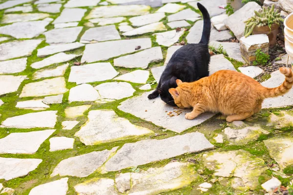 流浪猫吃的食物-无家可归的动物的概念 — 图库照片