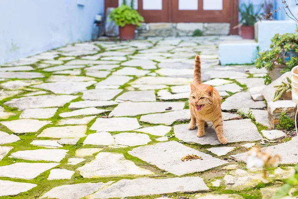 Urocza miałczący czerwony kociak na zewnątrz — Zdjęcie stockowe