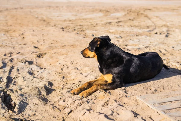 Um cão deitado na areia da praia, com olhos tristes e pêlo molhado. pobre animal de estimação solidão. Cão solitário esperando por seu dono . — Fotografia de Stock