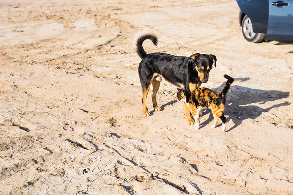 Σκύλος και γάτα που παίζουν μαζί υπαίθρια — Φωτογραφία Αρχείου