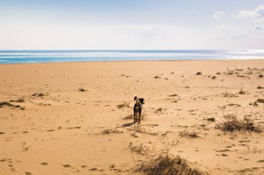 Köpek sahilde yürüyor.