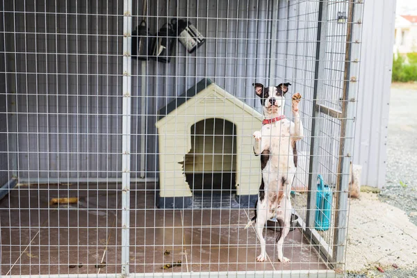 Close up of dog bulldog in a cage. — Stock Photo, Image