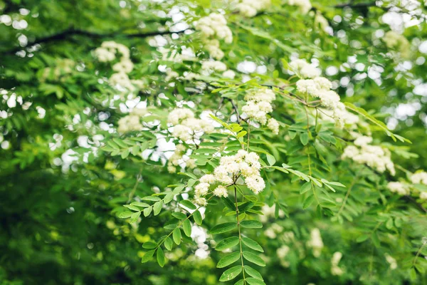 Flores Rowan na primavera. Flores brancas da árvore close-up — Fotografia de Stock