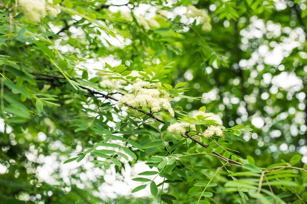 Flores brancas primavera rowan close-up — Fotografia de Stock