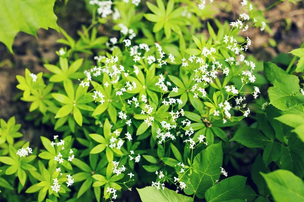 Close-up de pequenas flores brancas na natureza primavera com fundo de grama verde — Fotografia de Stock
