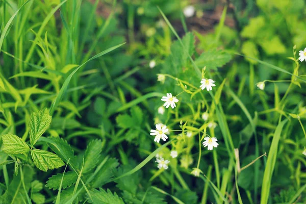Közeli kép a kis fehér virágok, a tavasz természet zöld fű háttér — Stock Fotó