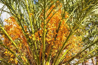 palmiye ağacı üzerinde olgunlaşmış tarihleri