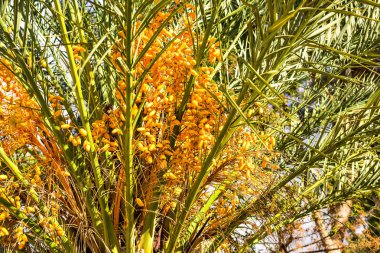 palmiye ağacı üzerinde olgunlaşmış tarihleri