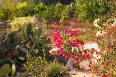 Bahar, çiçekler ve çiçek açan kavramı - pembe çiçekler çok güzel. Akdeniz ağacı.