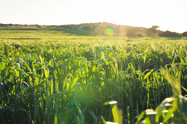 Tramonto luminoso sul campo verde — Foto Stock