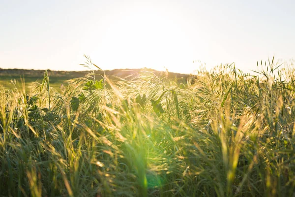 Tramonto luminoso sul campo verde — Foto Stock