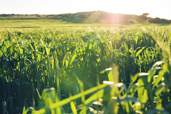 Tramonto luminoso sul campo verde. Prato verde . — Foto Stock