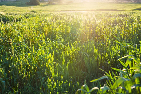 Tramonto luminoso sul campo verde — Foto Stock