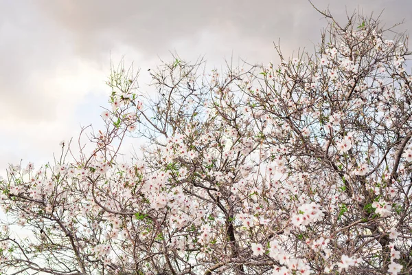 Concepto de primavera. Flores de almendra . —  Fotos de Stock
