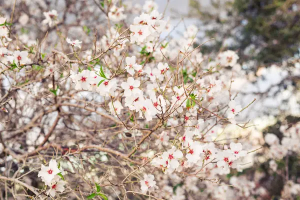 Ramo de primavera com flores brancas — Fotografia de Stock