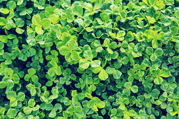 Green background with three-leaved shamrocks. — Stock Photo, Image