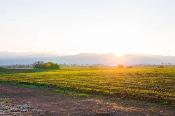 Groene platteland veld op de vroege ochtend — Stockfoto