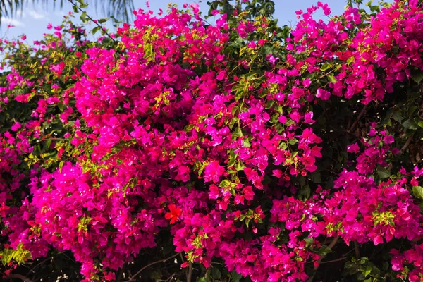 Primavera, flores y concepto de floración - Hermosas flores de color rosa. Árbol mediterráneo . — Foto de Stock