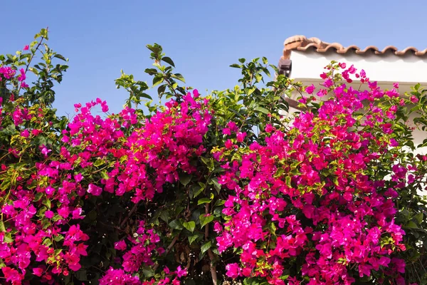 Spring, flowers and blooming concept - Beautiful pink flowers. Mediterranean tree. — Stock Photo, Image