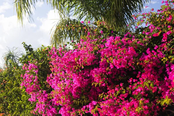 Primavera, flores y concepto de floración - Hermosas flores de color rosa. Árbol mediterráneo . — Foto de Stock