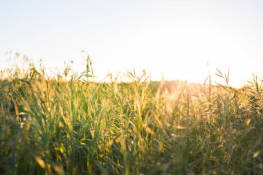 Yeşil alanın üzerinde parlak gün batımı. Yeşil çayır.