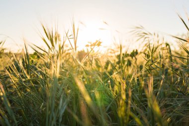 yeşil alan üzerinde parlak gün batımı