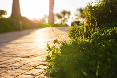 Taze yeşil çimenlerin üzerinde güneşin ortasında çerçeveleme ve ışık ışınları oluşturan doğa