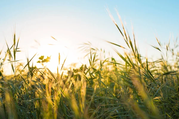 Tramonto luminoso sul campo verde — Foto Stock