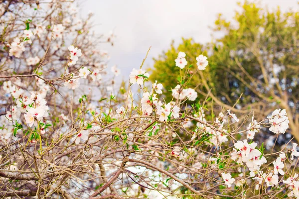 Tavaszi koncepció. Mandulás virágok. — Stock Fotó