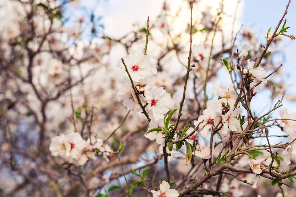 Hermoso primer plano árbol floreciente de primavera —  Fotos de Stock