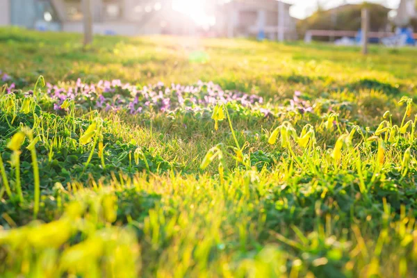 Tavaszi virágok és napfény mezeje — Stock Fotó