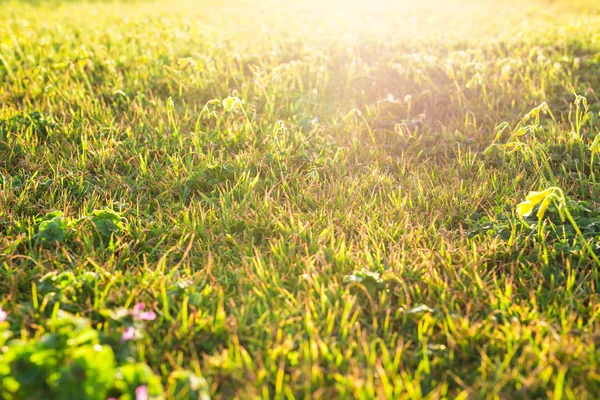 Campo di fiori primaverili e luce solare — Foto Stock