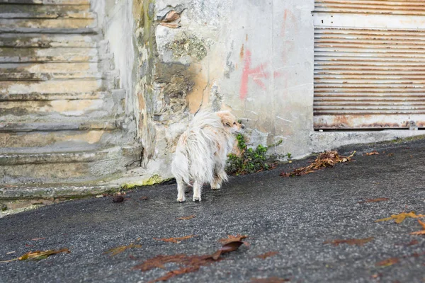 Retrato de un perro triste sin hogar — Foto de Stock