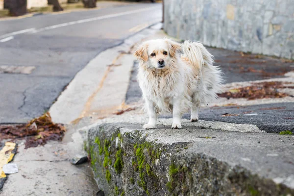 Portrait of a Sad Homeless Dog — Stock Photo, Image