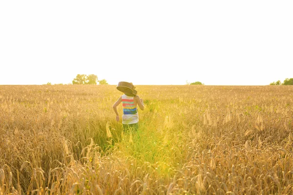 Músico sosteniendo guitarra acústica y caminando en campos de verano al atardecer — Foto de Stock