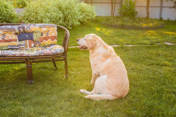 Adorable Golden Retriever en hierba verde, al aire libre — Foto de Stock