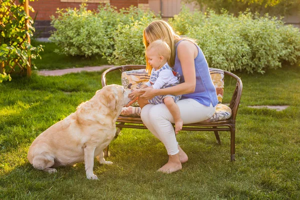Mor håller baby son och leker med labrador hund i parken — Stockfoto
