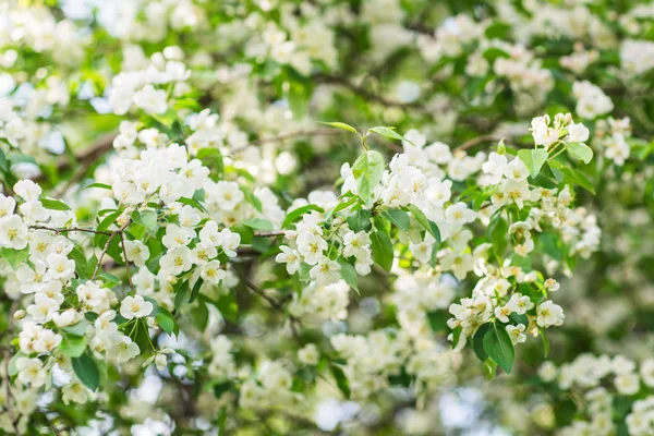 Macieira florescendo em tempo de primavera. — Fotografia de Stock