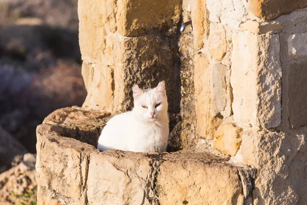 Dziki kot biały - koncepcja ulicy bezdomnych zwierząt — Zdjęcie stockowe