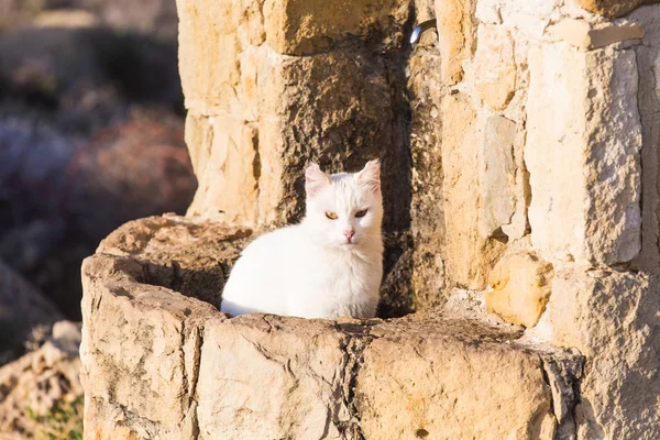 Dziki kot biały - koncepcja ulicy bezdomnych zwierząt — Zdjęcie stockowe